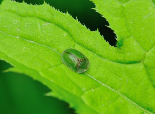 Réf. 319 355 : Cassida sp.